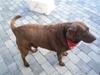 Labrador retriever Guffie [ Himmelhund]