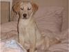 Labrador retriever Diddi