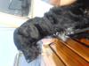 Blanding af racer Rottehund Max