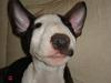 Bullterrier Diva