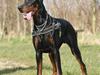 Dobermann Kaiser