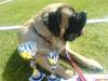 Mastiff zondors amazing luffe