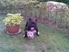 Fransk bulldog Bruce