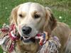 Golden retriever Nala