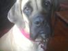 Mastiff Hugedogge The Queen