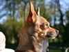 Chihuahua Dixi