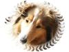 Collie langhåret Balla Laika [Død 5/12-07]