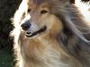 Collie langhåret The Sound of Music, Bella
