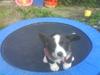 Welsh corgi cardigan Alma