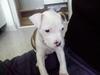 Amerikansk staffordshire terrier Kila