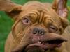 Dogue de bordeaux Doguehill´s Cheri