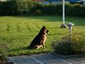 Schæferhund Thor R.I.P.
