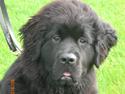 Newfoundlænder Olga