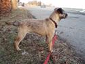 Border terrier Lykke (mors)