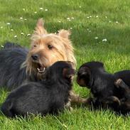 Australsk terrier Tøsen