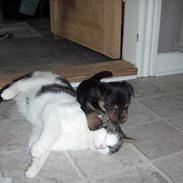 Australsk terrier Tøsen