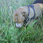 Amerikansk staffordshire terrier Jazz