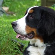 Berner sennenhund Cody