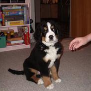 Berner sennenhund Cody