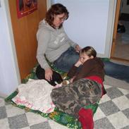 Berner sennenhund Cody