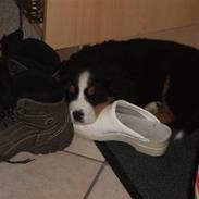 Berner sennenhund Cody