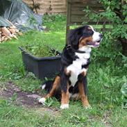 Berner sennenhund Cody