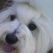 Coton de tulear Milou