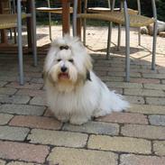 Coton de tulear Milou