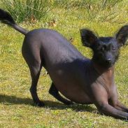 Xoloitzcuintle Hedehusets E-Z 2 Love