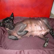 Xoloitzcuintle Hedehusets E-Z 2 Love