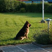 Schæferhund Thor R.I.P.