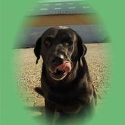 Labrador retriever Balder*R.I.P*
