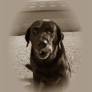 Labrador retriever Balder*R.I.P*