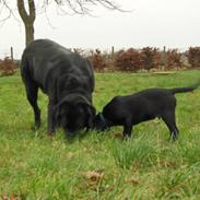 Labrador retriever Balder*R.I.P*