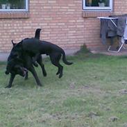 Labrador retriever Balder*R.I.P*