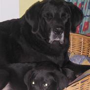 Labrador retriever Balder*R.I.P*