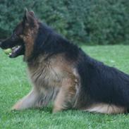 Schæferhund Thor R.I.P.