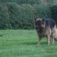 Schæferhund Thor R.I.P.