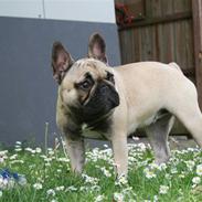 Fransk bulldog Lola