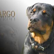 Rottweiler Xargo