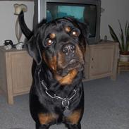 Rottweiler Xargo