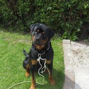 Rottweiler Xargo