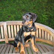 Rottweiler Xargo