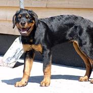 Rottweiler Xargo