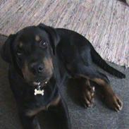 Rottweiler Charli