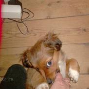 Blanding af racer Walter