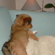 Blanding af racer Walter