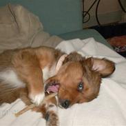 Blanding af racer Walter