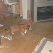 Blanding af racer Walter