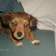 Blanding af racer Walter